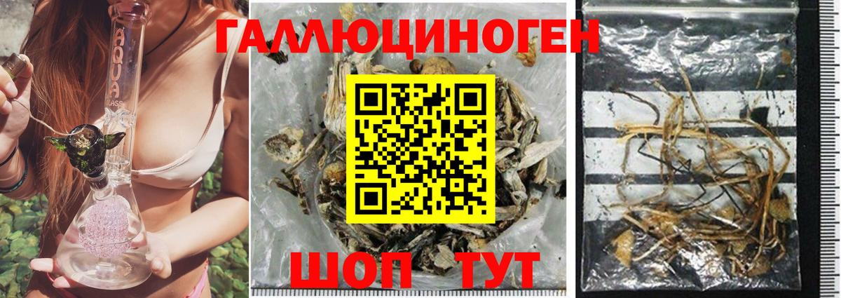 Александров  Псилоцибиновые грибы Cubensis  где продают   Вход с VPN 